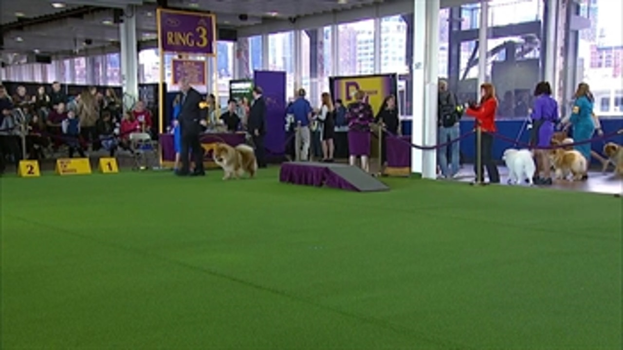 Chow Chow ' Breed Judging (2017)