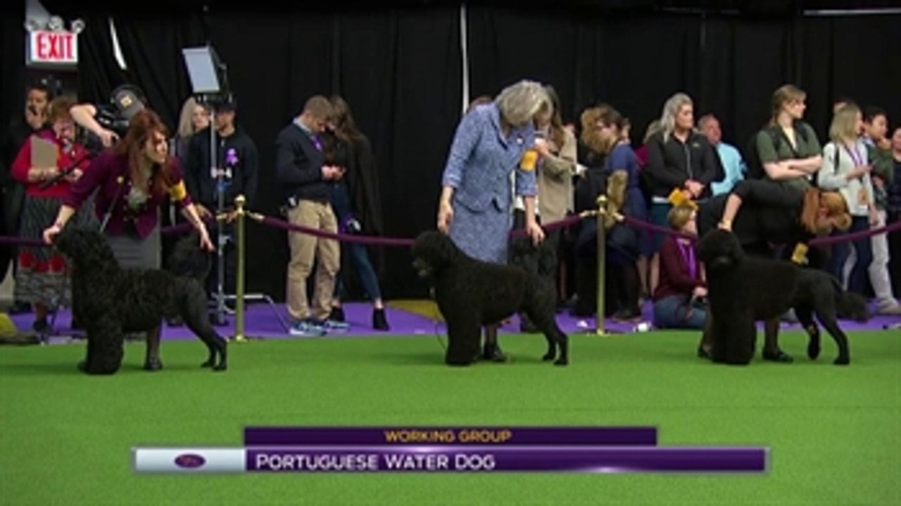 Portuguese Water Dog ' Breed Judging (2017)