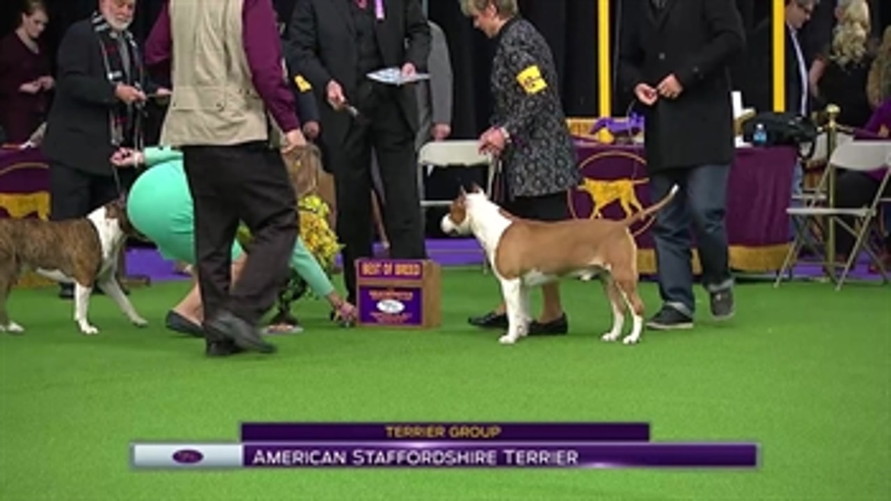 American Staffordshire Terrier ' Breed Judging (2017)
