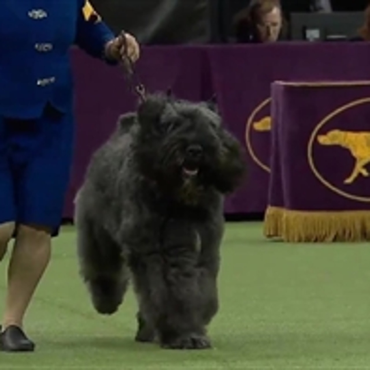 Baby Lars the Bouvier des Flandres wins the 2019 Westminster