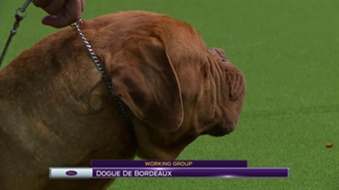 Dogue De Bordeaux ' Breed Judging (2017)