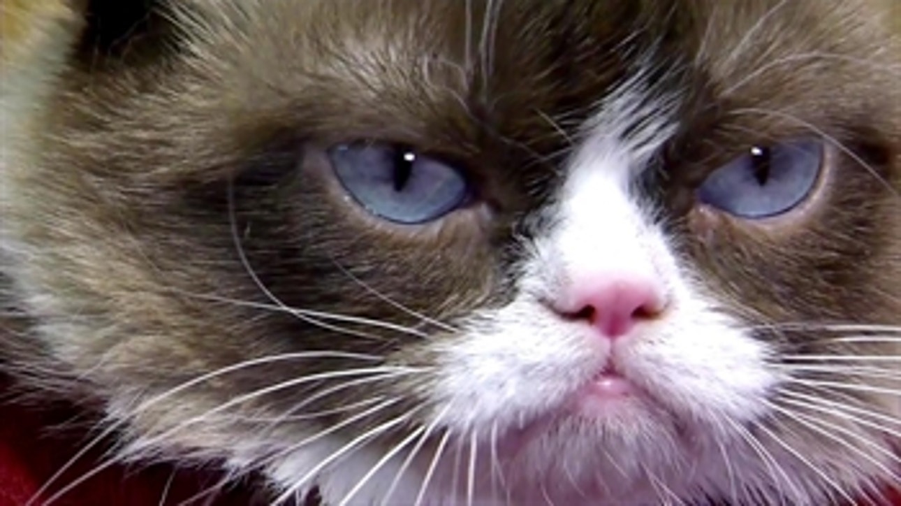 Grumpy Cat invades Chase Field, 'throws' out first pitch
