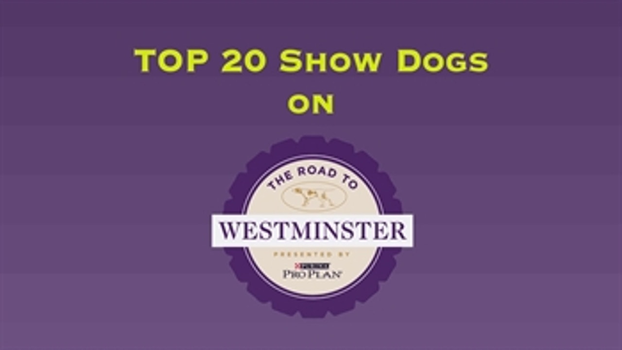 Road To Westminster (RTW): Top 20 Dogs ' Part 4
