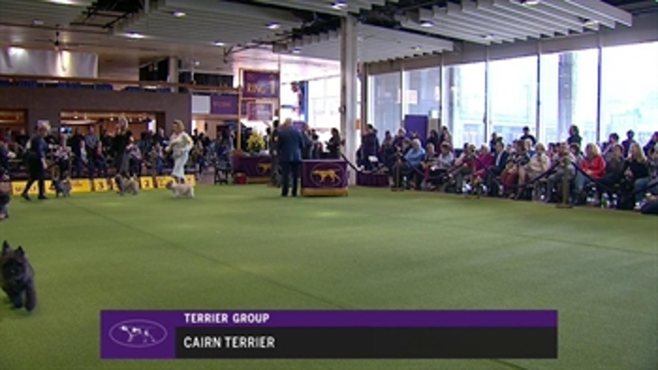 Ring 1 - Cairn Terrier