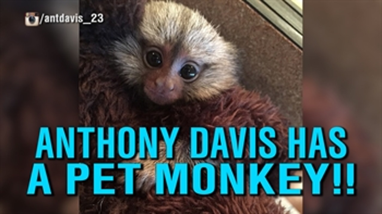 Anthony Davis has a pet monkey!