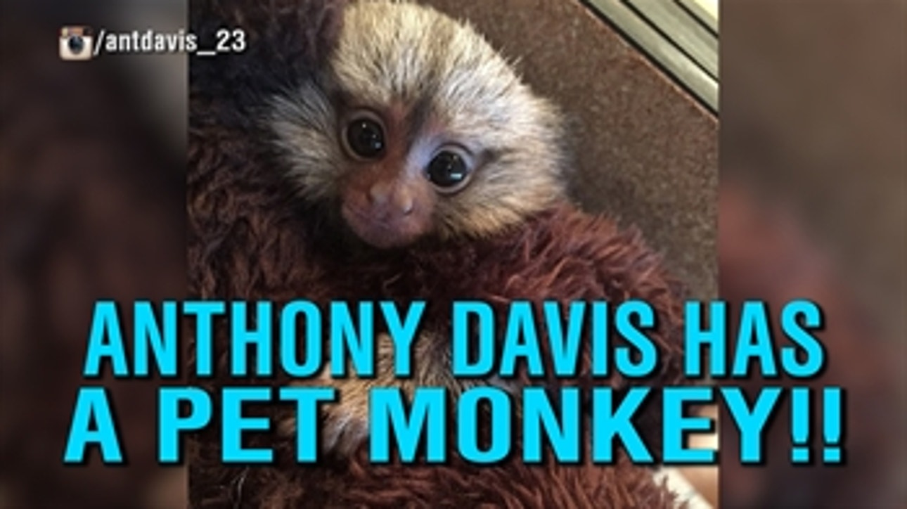 Anthony Davis has a pet monkey!