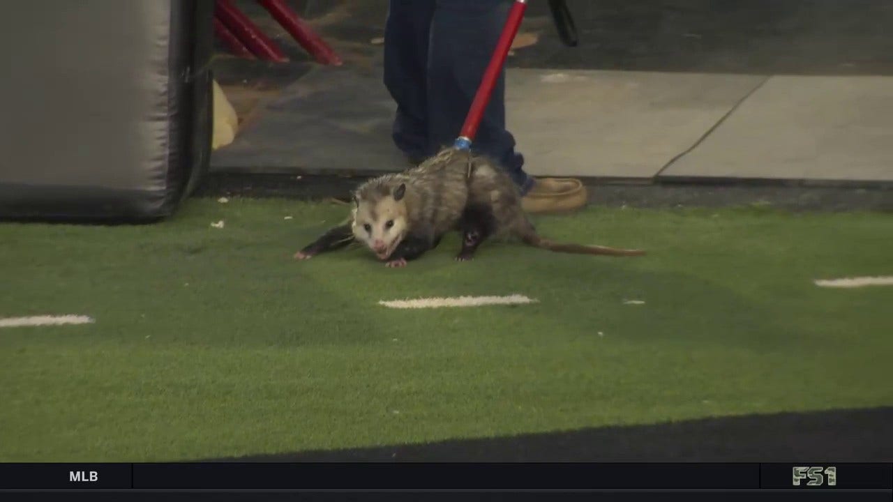 Wild possum gets dragged off the field during TCU vs. Texas Tech