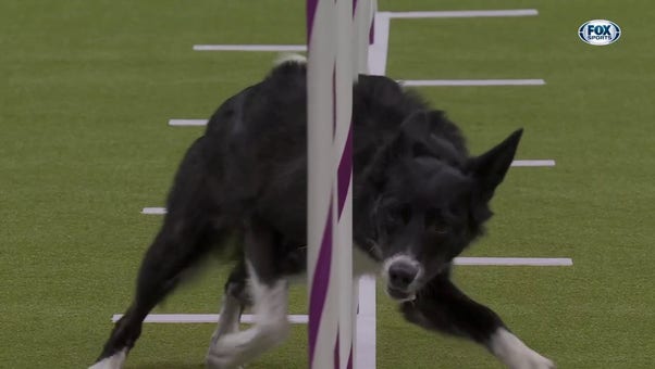Vanish the Border Collie wins the 16" class in the Masters Agility Championship | Westminster