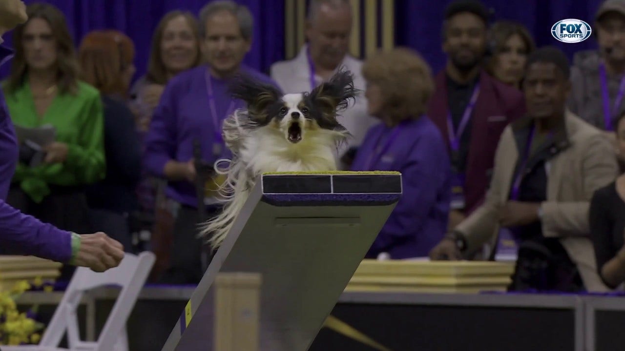 Lark the Papillon wins the 8
