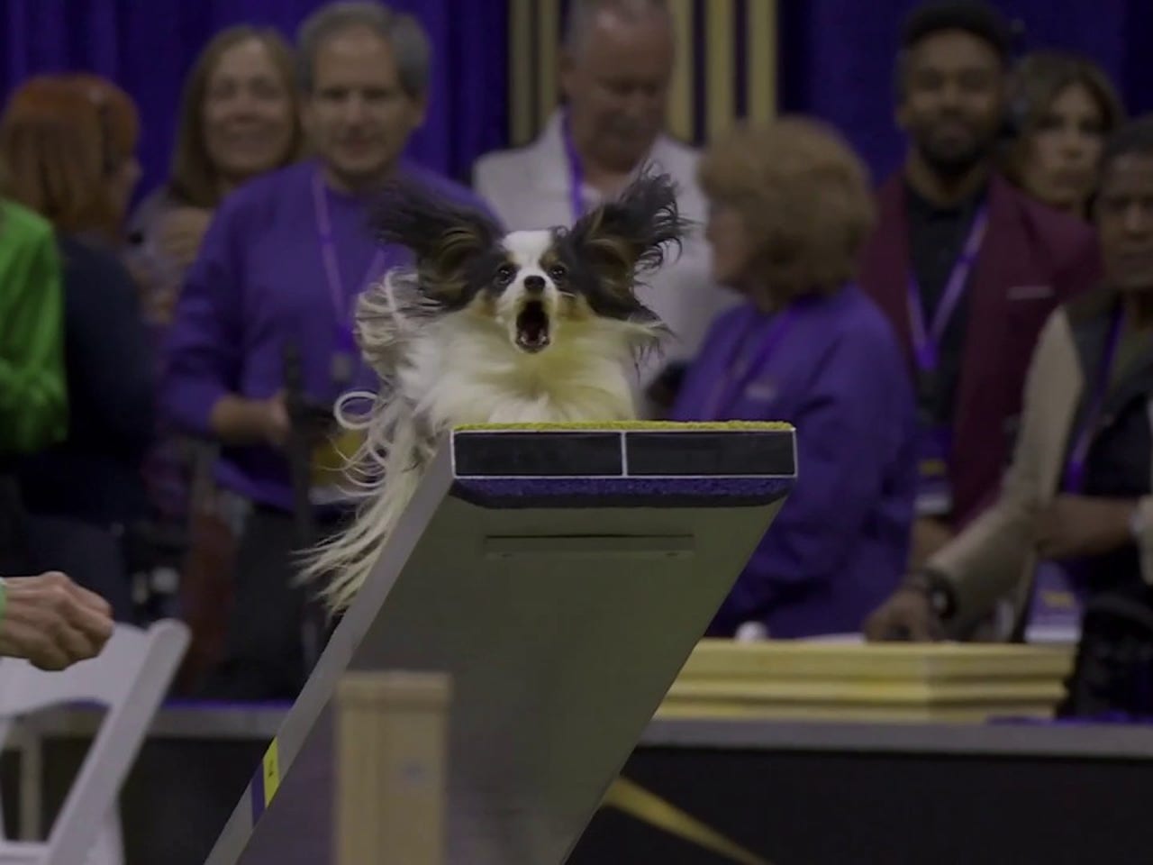 club-papillon様　5月 My Girls - Female Papillons - Southern Peach Papillons