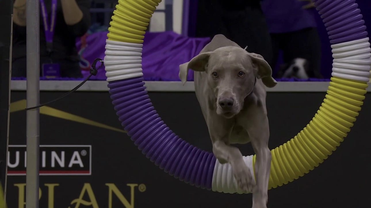 Hogan the Weimaraner wins the 24" class in the Masters Agility Championship | Westminster