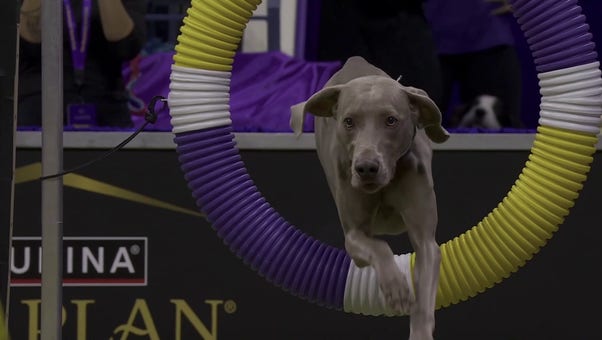Hogan the Weimaraner wins the 24" class in the Masters Agility Championship | Westminster