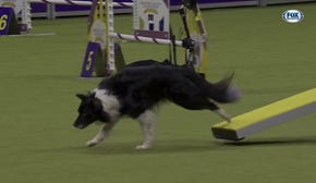 Nimble the All-American dog wins the 12" class in the Masters Agility Championship | Westminster