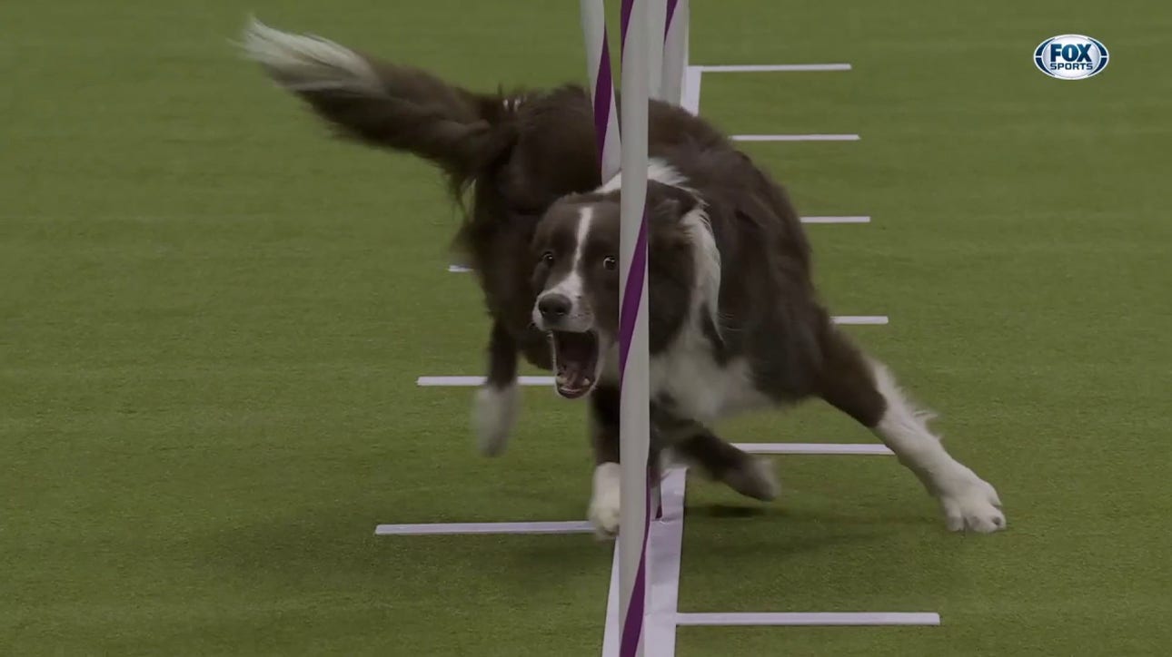 Typo the Border Collie wins the 20" class in the Masters Agility Championship | Westminster