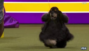 Micha the Cocker Spaniel wins the Sporting Group | Westminster Kennel Club