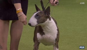 Frankie the Bull Terrier wins the Terrier Group at the Westminster Kennel Club