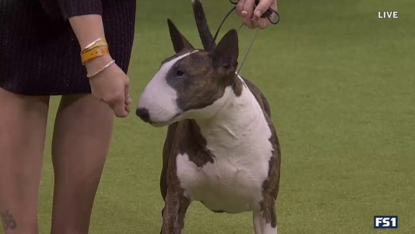 Frankie the Bull Terrier wins the Terrier Group at the Westminster Kennel Club