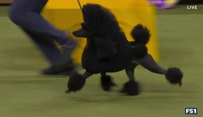 Sage the Miniature Poodle wins Best in Show at the Westminster Kennel Club
