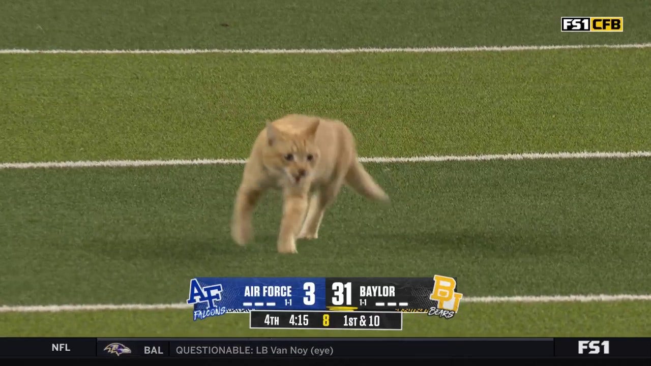 Furry feline finds its way onto the field during Air Force vs. Baylor | FOX College Football