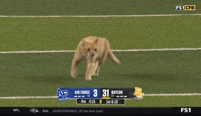 Furry feline finds its way onto the field during Air Force vs. Baylor | FOX College Football