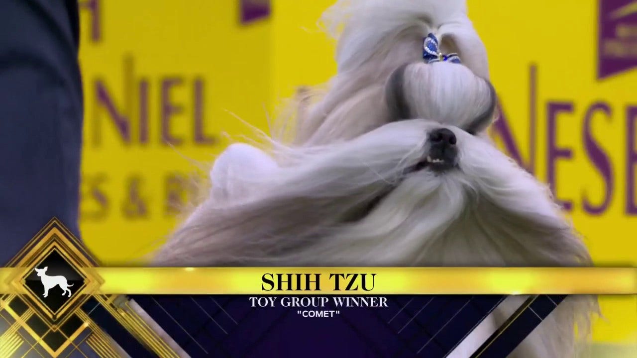 Comet the Shih Tzu wins the WKC Toy Group | Westminster Kennel
