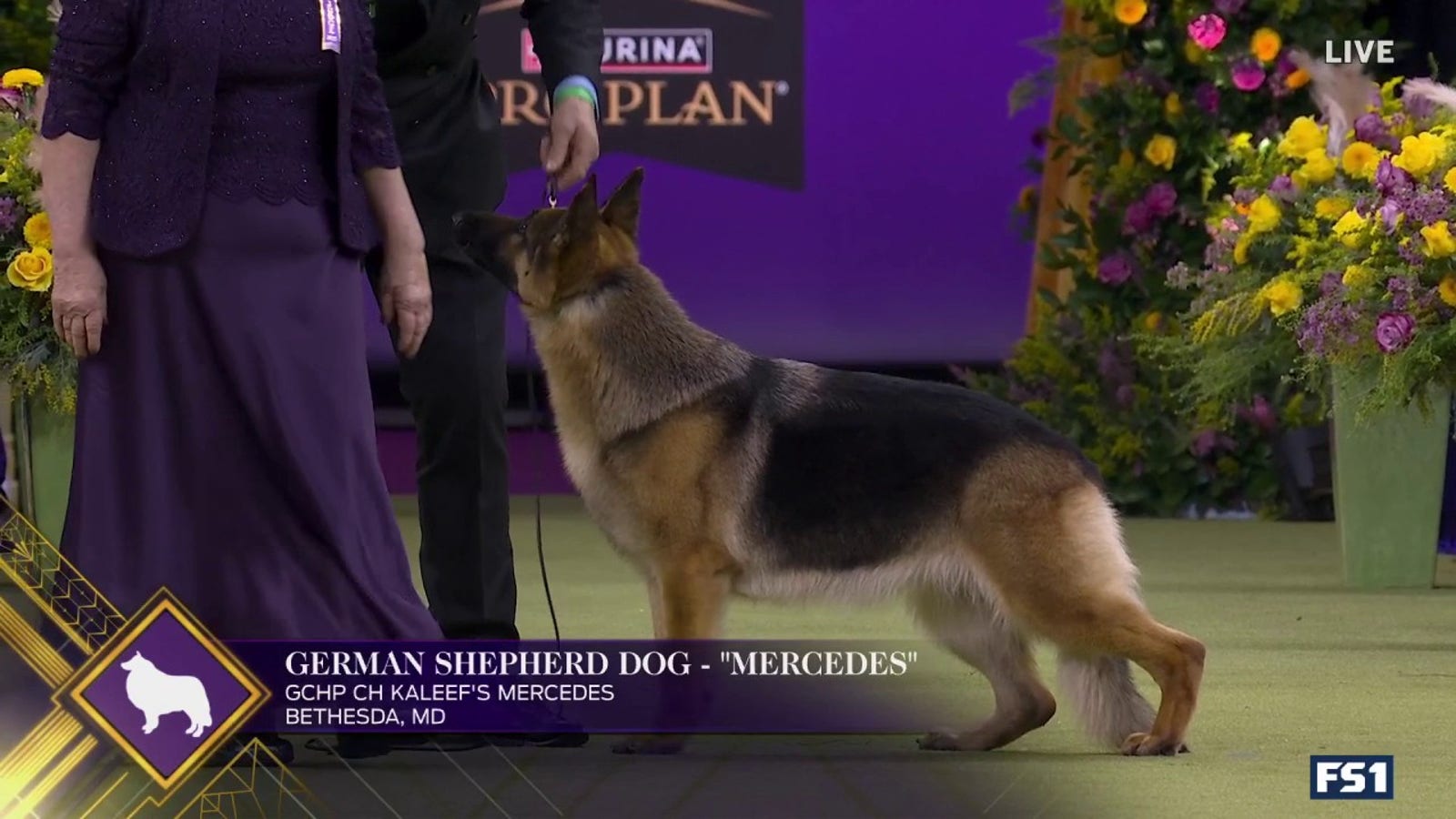 Mercedes German Shepherds Win Harding Group | Westminster Kennel Club