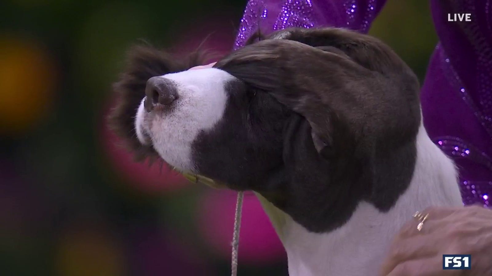 Freddie the English Springer Spaniel wins Sporting Group | Westminster Kennel Club