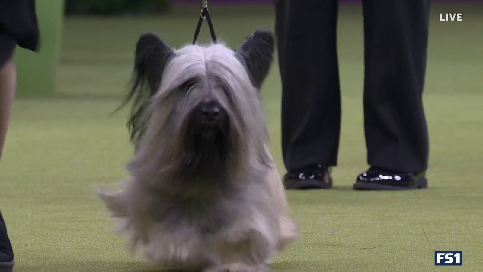 Archer the Skye Terrier wins Terrier Group | Westminster Dog Show