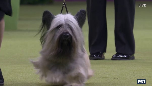 Archer the Skye Terrier wins the Terrier Group | Westminster Dog Show