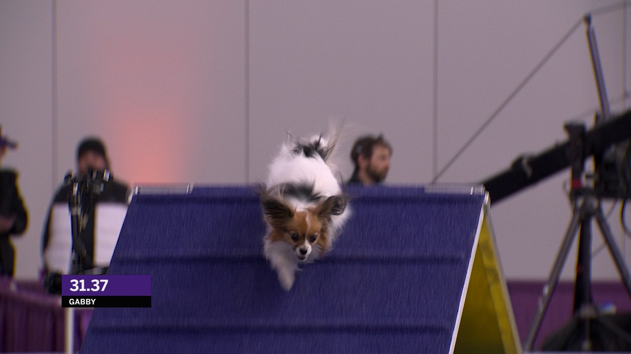 Gabby the Papillon wins the 8" class at Masters Agility Championship | Westminster