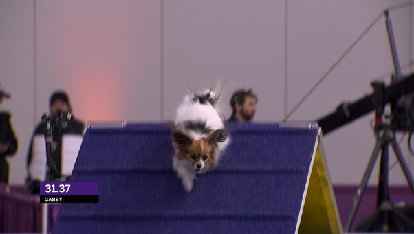 Gabby the Papillon wins the 8" class at Masters Agility Championship | Westminster