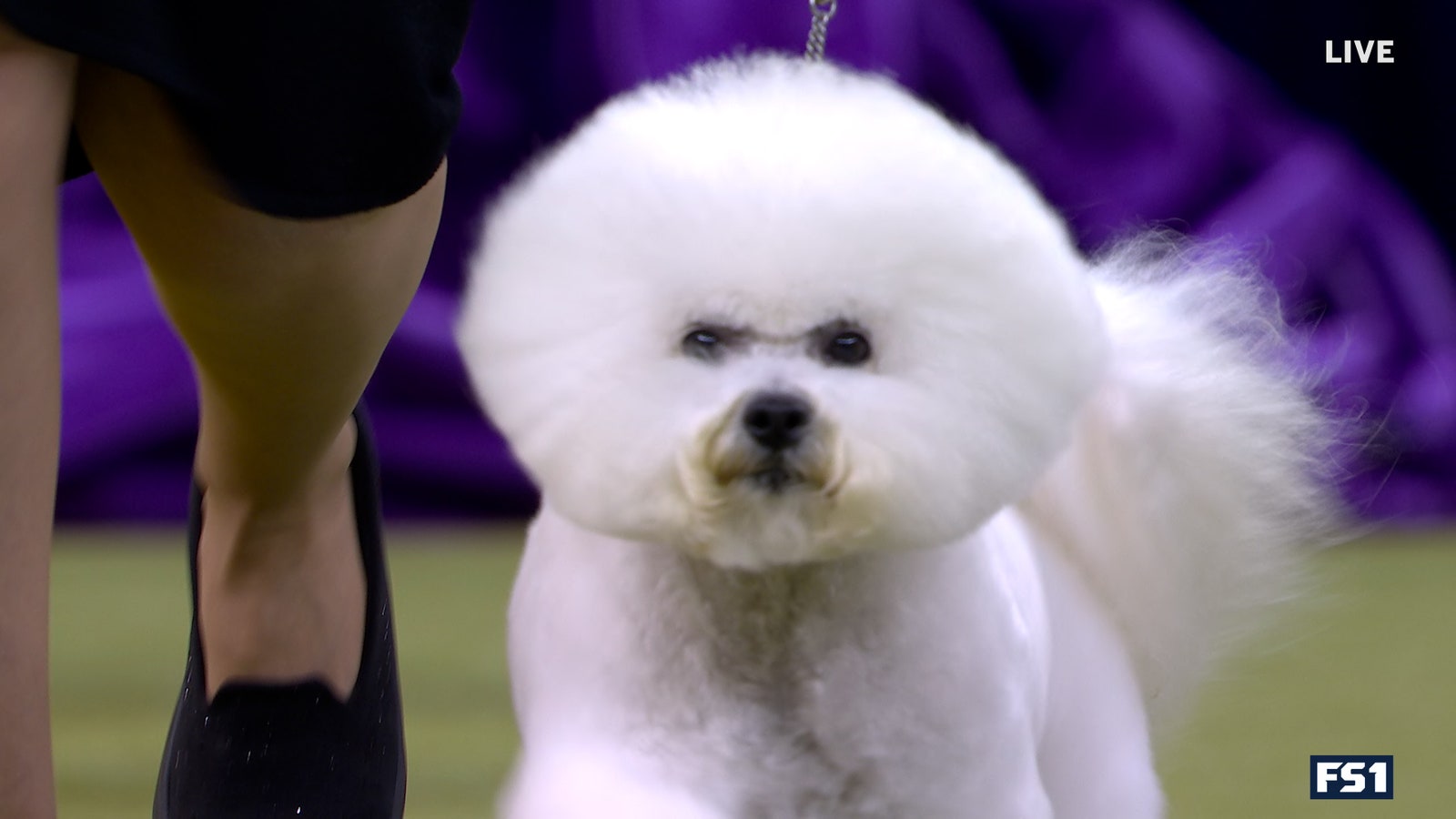 Neil the Bicheong Frise wins non-sports group | Westminster Kennel Club