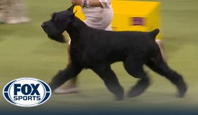 Monty the Giant Schnauzer wins the Working Group | Westminster Kennel Club