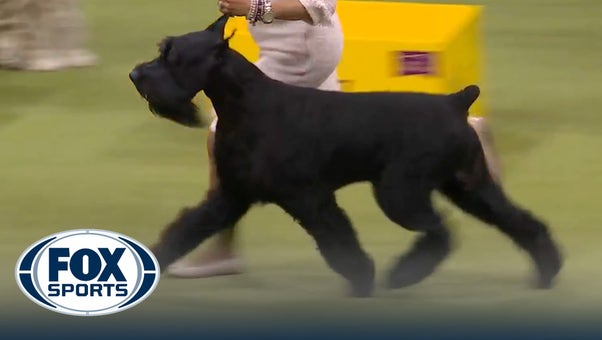 Monty the Giant Schnauzer wins the Working Group | Westminster Kennel Club