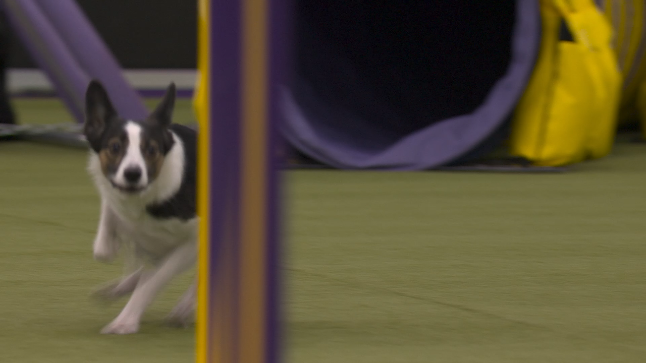 Iron Man the All-American Dog wins the 16" class at the Masters Agility Championship | Westminster