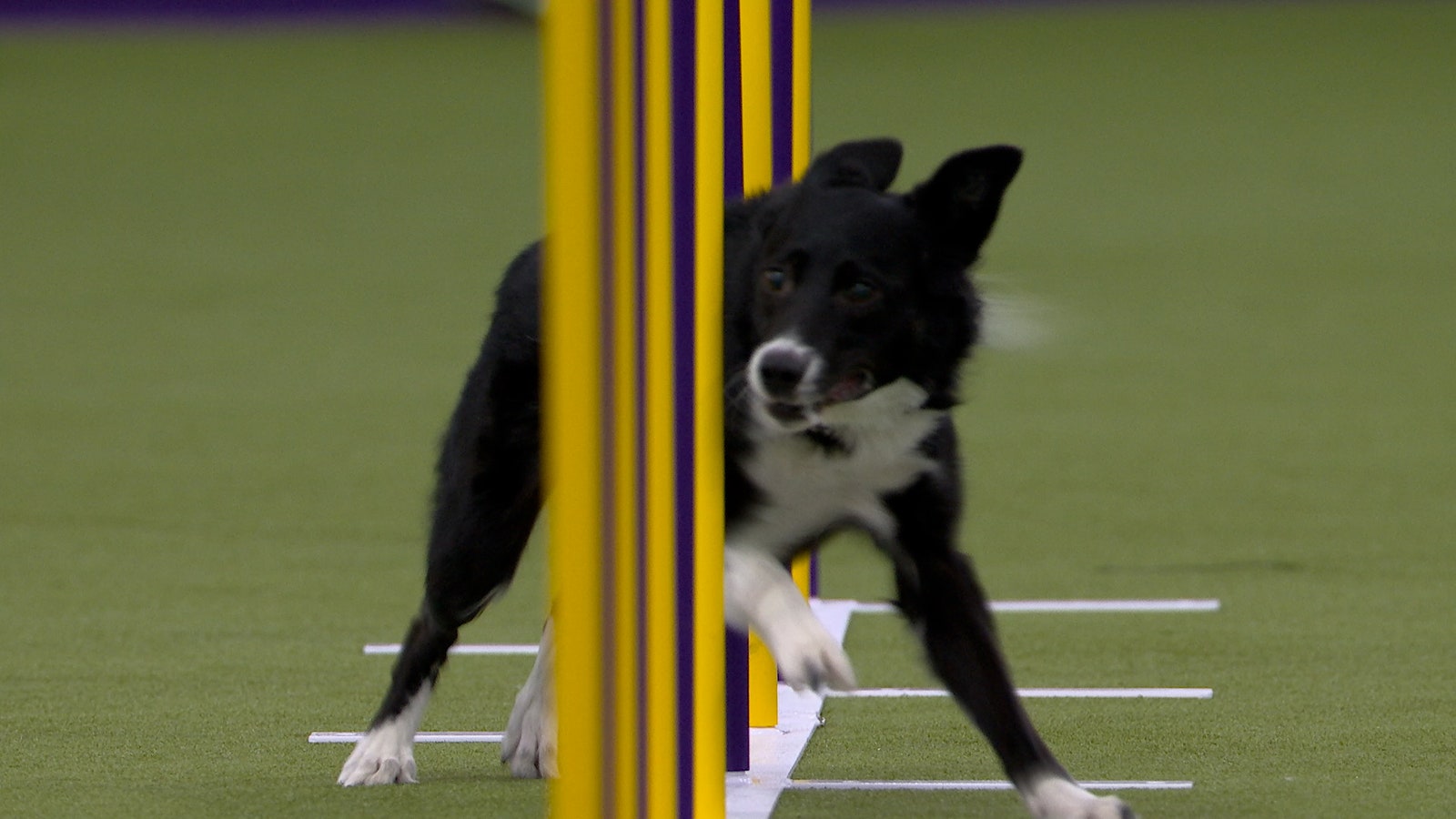 Vanish the Border Collie wins the 16" class 