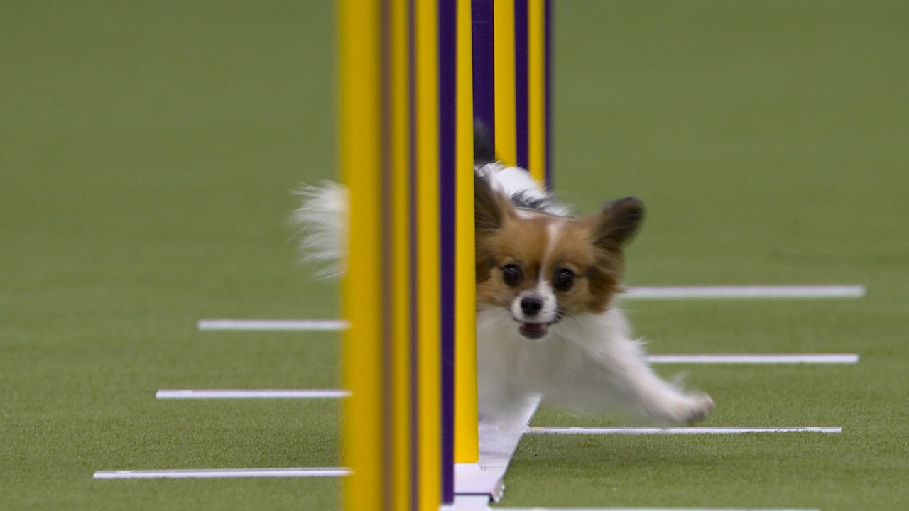 Gabby the Papillon wins the 8" class | Westminster Kennel Club 