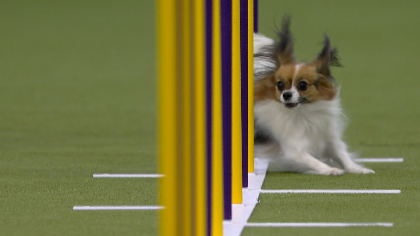 2025 Masters Agility Championship from Westminster Kennel Club 