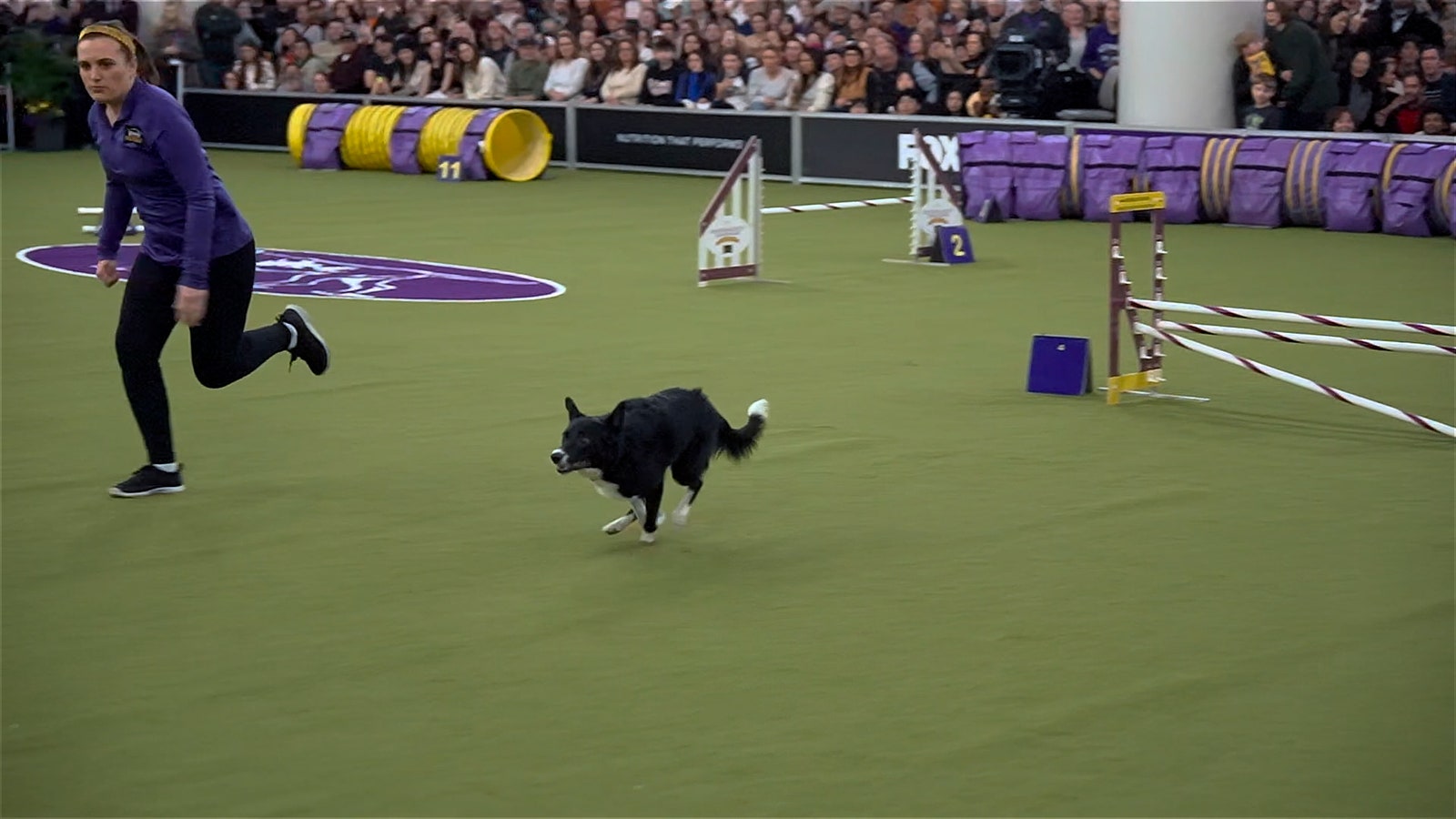 Vanish the Border Collie is named as overall winner of the 2025 Westminster Kennel Club | FOX Sports