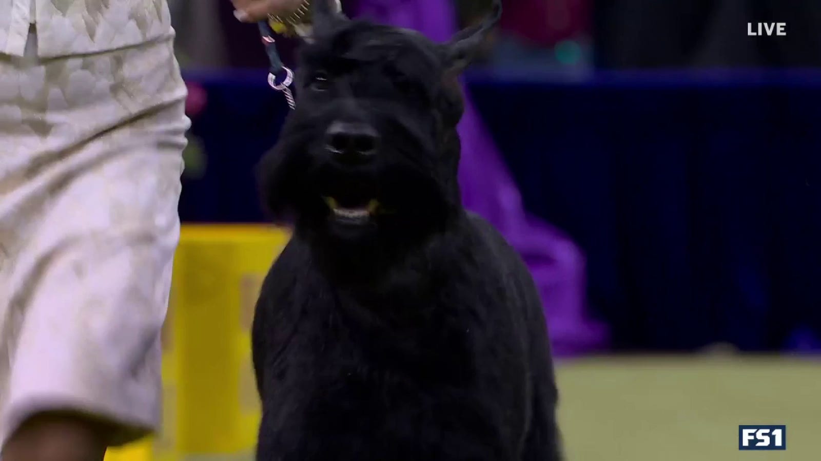 Monty the Giant Schnauzer wins Working Group | Westminster Kennel Club