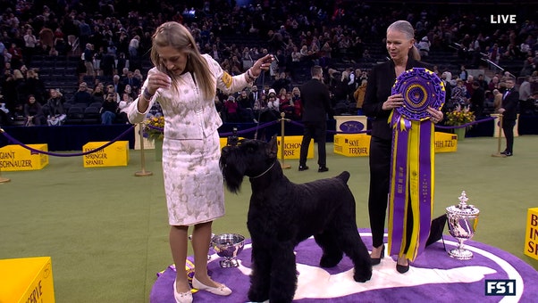 Monty the Giant Schnauzer wins Best in Show at Westminster Kennel Club 