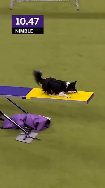 Is this the fastest Dog of all-time?