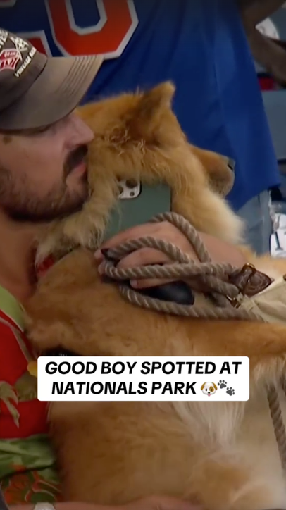 Good boy spotted at Nationals Park 🐾