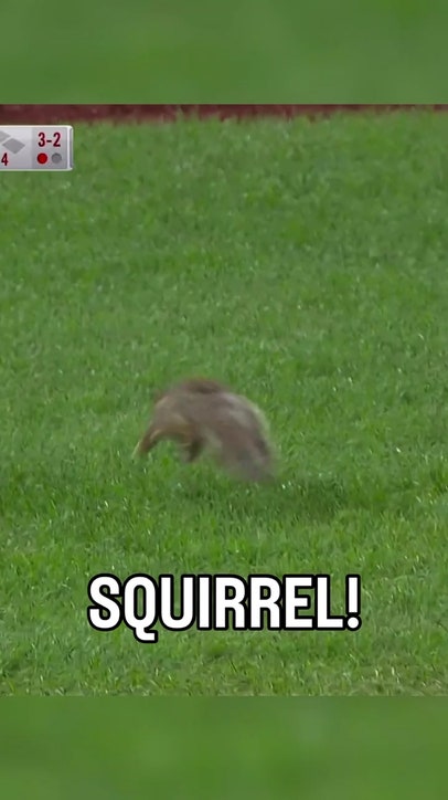 Squirrel causes delay between Red Sox and Yankees 