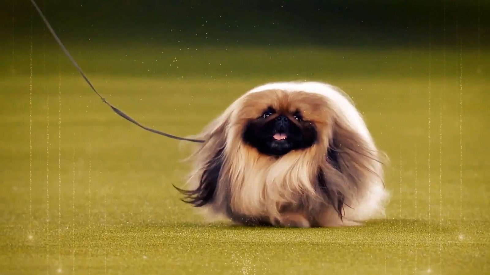 Get Ready for the 2026 Westminster Dog Show