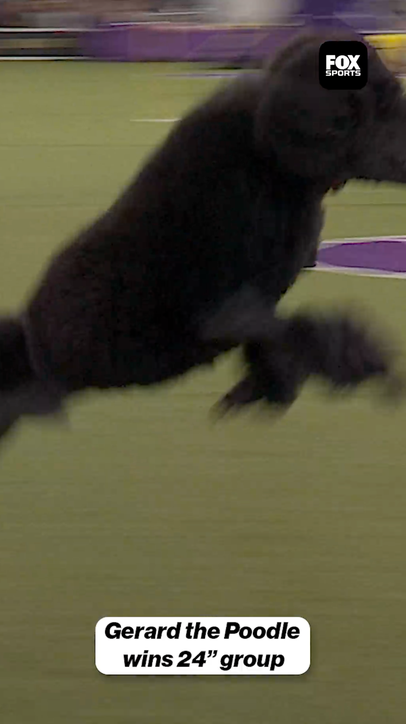 Gerard the Poodle wins the 24" group