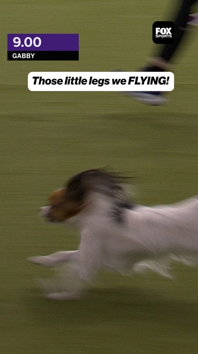 This dog is so SMALL but so FAST 💨