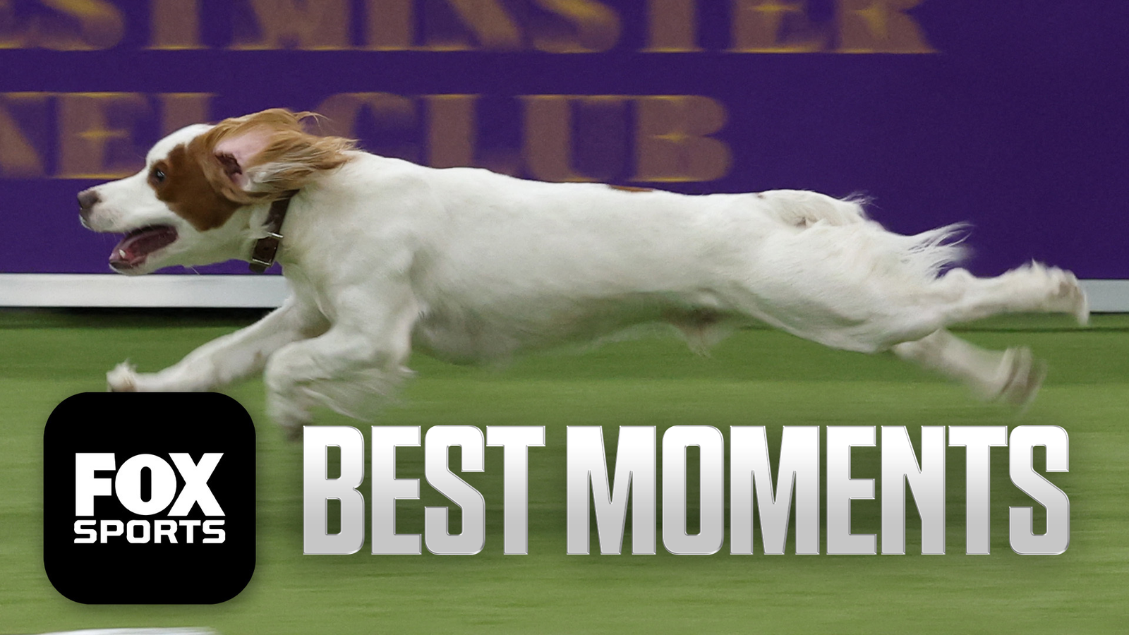 Best Moments of 2026 Masters Agility Championship 🐶 WKC Dog Show