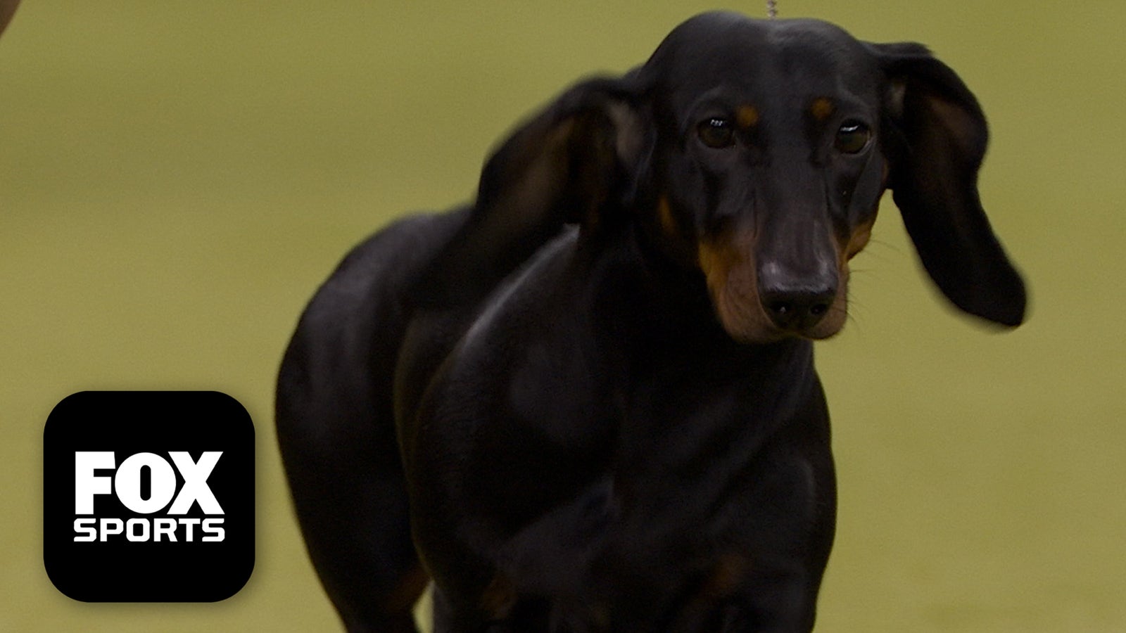 The Hound Group 🐕 2026 Westminster Dog Show