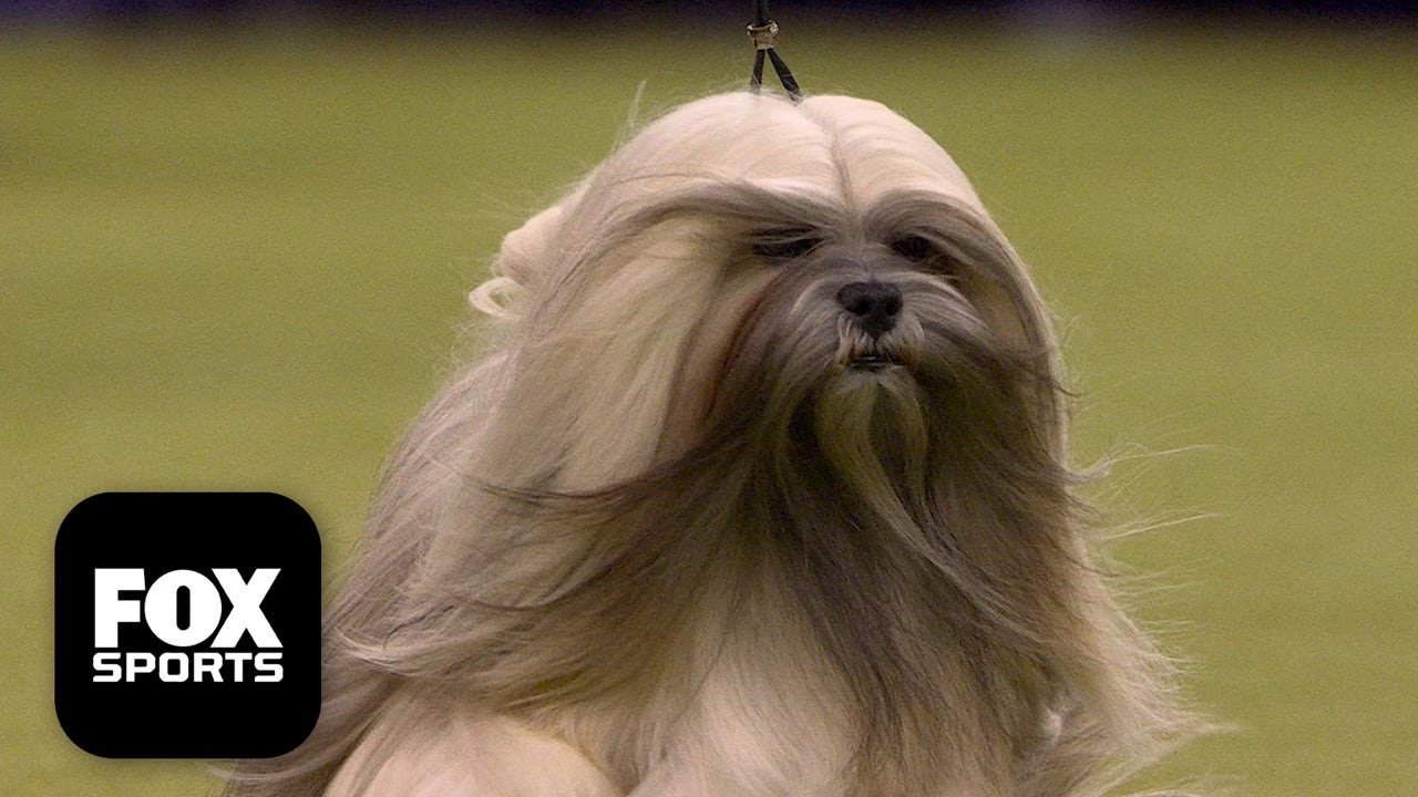 The Non-Sporting Group 🐕 2026 Westminster Dog Show